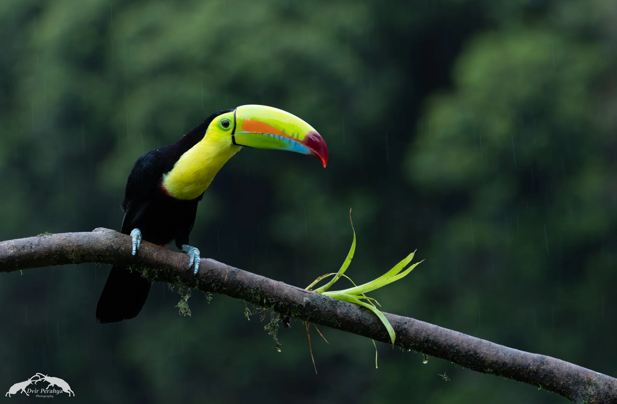 Keel-billed toucan, Boca Tapada